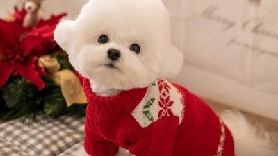 댕댕이 겨울왕국룩 완성! ✨ 디올 강아지옷 할인 정보까지 싹 다 알려줄게🐶